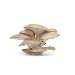 funghi