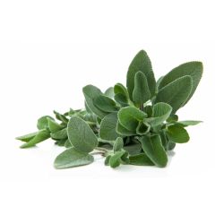 salvia_foglia_larga_1